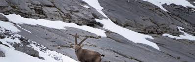 Has been added to your cart. Nouveau Le Grand Trail Du Pays Du Mont Blanc 310 Km Et 27000 D