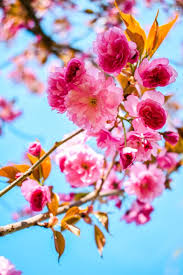 We did not find results for: Crabapple Trees How To Grow And Care For Flowering Crabapples Garden Design