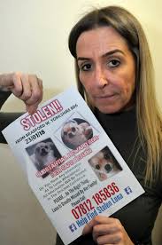 Majority of stolen dogs are never recovered