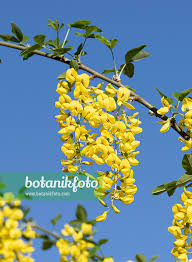 Image result for Laburnum anagyroides