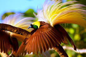 Burung cililin ini memiliki karakter yang egois karena mereka selalu ingin menang dan. 6 Burung Endemik Tercantik Yang Ada Di Pulau Jawa Pecinta Burung Harus Tahu Burung Pemandangan Binatang