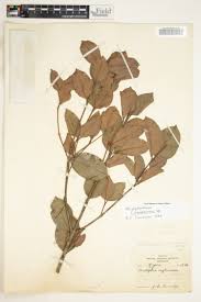 Image result for Cassipourea congoensis