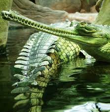 Green Crocodile Reptiles Unusual Animals Animals Wild