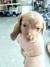 Click here to be notified when new dachshund puppies are listed. Miniature Dachshund Puppies For Sale West Branch Mi 315865