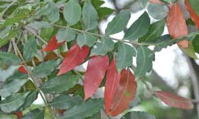 Image result for Kirkia acuminata