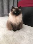 Himalayan cat - Wikipedia