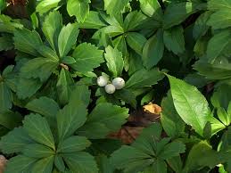 Image result for Pachycarpus spurius