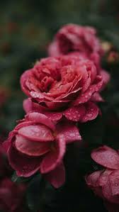 Pink Flowers Love Rosas Pretas Papel De Parede Flor Vermelha Belas Flores .de pantalla fondos de colores hd fondo de pantalla iphone disney fondo de pantalla fondo de pantalla cielo y nubes atardecer rosa. pink flowers love rosas pretas