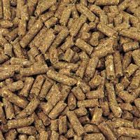 Alimentation Le Hamster Russe