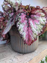 Let me show you how to get more of these great plants practically free! My Begonia Rex Is Getting Crispy On The Edges Any Tips On Not Killing This Thing Im Hearing You Should And Shouldn T Mist Them That They Do And Dont Like Direct Light