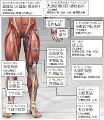 筋トレ大学 各部筋肉の名称 下半身 前側 筋肉解剖学 筋肉 腰 ストレッチ