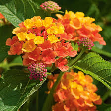 Image result for Lantana camara