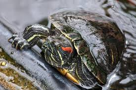 Red Eared Slider Invaders Are Hurting Californias Native