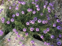 Unique flowers and balloons all available for delivery in texas. Wild Purple Flowers