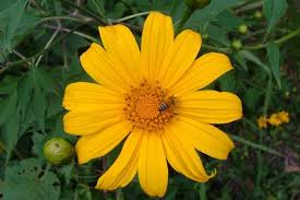 Same day delivery · from $19.99 · 20% off all items Japanese Sunflower Weed Identification Brisbane City Council
