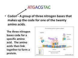 Consequently, how many nucleotides make up a protein? What Are The Three Nitrogen Bases In Mrna