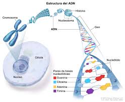 Career information was collected from www.onetonline.org and www.bls.gov. Definicion De Adn Diccionario De Cancer Del Nci Instituto Nacional Del Cancer