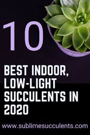 Best Indoor Low Light Succulents Low Light Succulents Low Maintenance Indoor Plants Low Lights