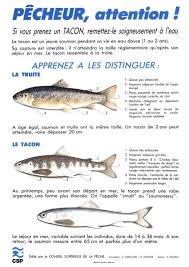 Comment reconnaître une civelle fraîche ? Reglement Federation De Peche Des Pyrenees Atlantiques