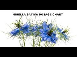 Dosage For Black Seed Oil And Seeds Nigella Sativa Black