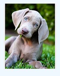 Puppy love weimaraners pattys puppy love farm is located near greensboro nc in julian. Secrets About Weimaraner Puppies Dog Breed