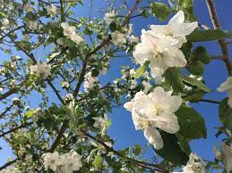 Wann die blüte beginnt, ist vor allem abhängig von der temperatur. Apfel Reichlich Arbeit Fur Die Bienen Bienenlive