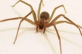 La araña violinista puede llegar a medir hasta 20 milímetros, cambia de color según donde viva y se camufla para ocultarse de otros depredadores. Qlz J9kwzofoim