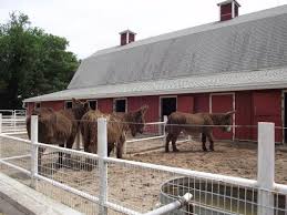 The sedgwick county zoo is having their new penguin exhibit. American Farm Area At The Sedgwick County Zoo Picture Of Sedgwick County Zoo Wichita Tripadvisor