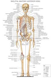 Skeletal system, joints of foot. Labelled Human Skeletal Anatomy Anterior View Imgur