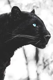 Black Panther Animals Animals Wild Black Animals