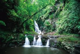 Gondwana Rainforests Of Australia It Covers A Large Number Of Protected Areas In What Is The Most E Australian Road Trip Daintree Rainforest National Parks