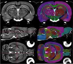 The rat microrna body atlas; An Mri Derived Neuroanatomical Atlas Of The Fischer 344 Rat Brain Biorxiv