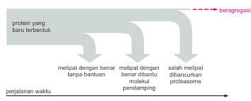 Sintesis Protein Translasi Rna Dan Modifikasi Postranslasional Biokimia Kedokteran Caiherang