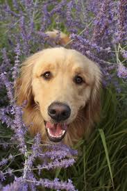 The Little Purple Cottage On Lilac Lane Dogs Golden Retriever Golden Retriever Dog Love