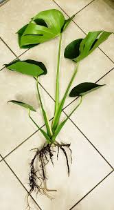 24 Tall Monstera Deliciosa Live House Plant Etsy Live House Plants Planting Flowers House Plants