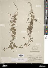 Image result for Rhynchosia luteola