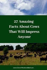 Buzzfeed staff, canada keep up with the latest daily buzz with the buzzfeed daily newsletter! 27 Amazing Facts About Cows That Will Impress Your Friends