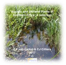 Image result for Schoenoplectus muriculatus