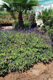 Image result for Aeollanthus