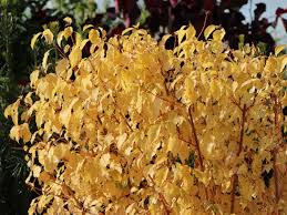 Save cornus midwinter fire to get email alerts and updates on your ebay feed.+ Roter Hartriegel Midwinter Fire Cornus Sanguinea Midwinter Fire Baumschule Horstmann