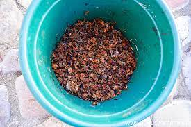 How big will a money tree plant grow? How To Repot A Money Tree Pachira Aquatica Plus The Mix To Use