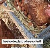 Gallinero: Huevos Saludables de Gallinas Libres