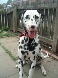 Dalmation cross ebt puppies 2 girls 1 boy 11 weeks old can be seen with the mother (dalmation) father an english bull terrier wormed up to date microchipped nails trimmed active family homes wanted for these much loved puppies. Dalmatian Puppies Breeders Dalmatians Dalmatian Puppy Dalmatian Puppies