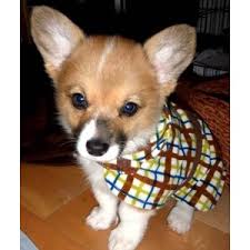 And they are classified into many different quality levels depending on the origin, breed purity and family records. Corgi Puppy Price In Pune Dog In Bed