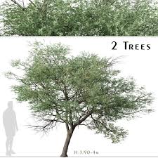 Image result for Terminalia sericea