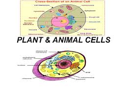 Check spelling or type a new query. Animal Cell Theory Cell Organelles Functions And Cell Theory Quizizz We Did Not Find Results For Kelvin Bovia