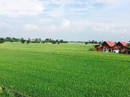Pemandangan sawah padi di kampung gambar viral hd via gambarviralhd.blogspot.com. 5 Homestay Dengan Pemandangan Sawah Padi Yang Indah Di Selangor