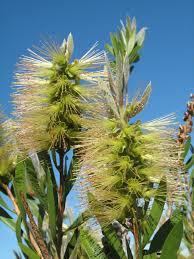Image result for Melaleuca hamulosa