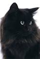 Fluffy Cat Breeds - Cat Breeds Encyclopedia