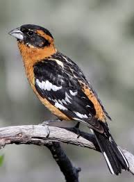 Picogrueso Cabecinegro Black Headed Grosbeak Schwarzkopf Kernknacker Cardinal A Tete Noire Beautiful Birds Rare Dogs Animals Beautiful